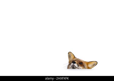 Funny headshot of classic red fox aka Vulpes vulpes, looking over edge. Isolated on a white background. Stock Photo