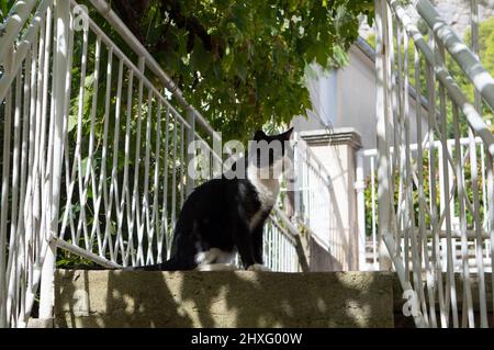 Black and white cat on the stairs outdoors, Croatia Stock Photo
