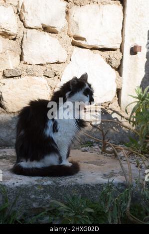 Black and white domestic cat yawns in front of the old stone house, outdoors, Croatia Stock Photo