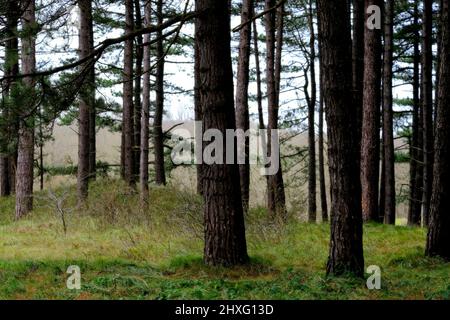 Pine trees in National Park Noord-Hollands Duinreservaat (Heemskerk, the Netherlands) Stock Photo