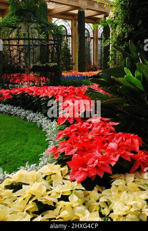 Holiday Poinsettias on display Stock Photo