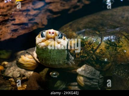 The Malayan flat-shelled turtle (Notochelys platynota) looks to camera Stock Photo