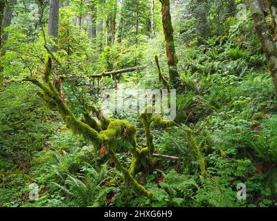 Green woodland along Wild Pacific Trail, Vancouver Island, British Colombia, Canada. Credit: Amy Deats/Alamy Stock Photo Green woodland along Wild Pacific Trail, Vancouver Island, British Colombia, Canada. Credit: Amy Deats/Alamy Stock Photo