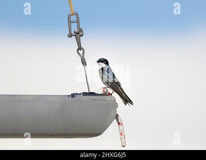 A tree swallow perched on nautical rope at the edge of a boat, with a wide open space background of white clouds and blue sky. Stock Photo