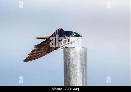 Portrait of a Tree Swallow stretching a wing while perched on a silver colored pole with a soft natural background. Viewed up close. Stock Photo