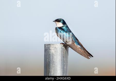 Portrait of a Tree Swallow, with beautiful shimmering feathers, posing on a silver colored pole with a soft natural background. Viewed up close. Stock Photo