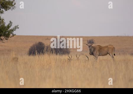 Common Eland, Kruger National Park Stock Photo