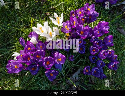 Close up of colourful purple crocuses in bloom growing in grass on sunny day, Scotland, UK Stock Photo