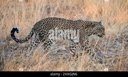 Beautiful eopard walking free in the african savannah Stock Photo