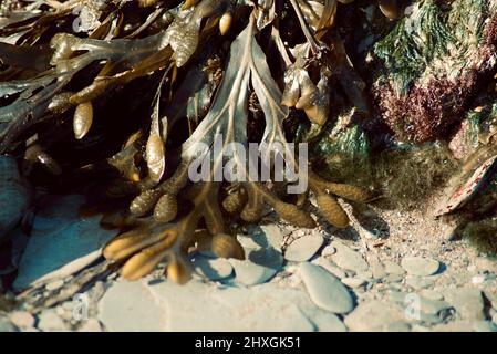 Seaweed mixture (kelp, wracks) on rocky shore Stock Photo