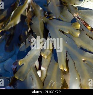 Seaweed mixture (kelp, wracks) on rocky shore Stock Photo