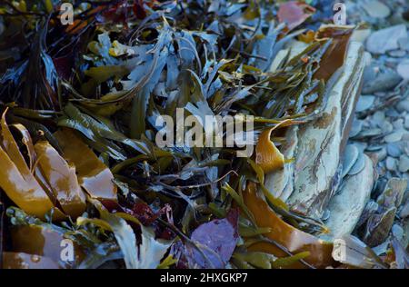 Seaweed mixture (kelp, wracks) on rocky shore Stock Photo