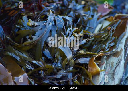 Seaweed mixture (kelp, wracks) on rocky shore Stock Photo