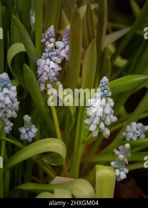 Muscari flower. Muscari armeniacum. Grape Hyacinths. Blue flower on orange background Stock Photo