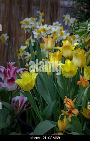 Beautiful close-up of spring garden with daffodils, tulips, lilacs and other spring flower lit by the warm spring sun. Tulips and daffodils in the spr Stock Photo