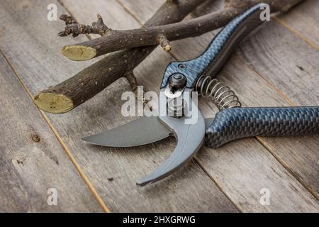 New garden pruner on a wooden table. Cut cuttings Stock Photo