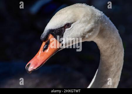 A closeup portrait of a Mute Swan with a beautiful gray eye, and nice bill structure and feather details. Stock Photo