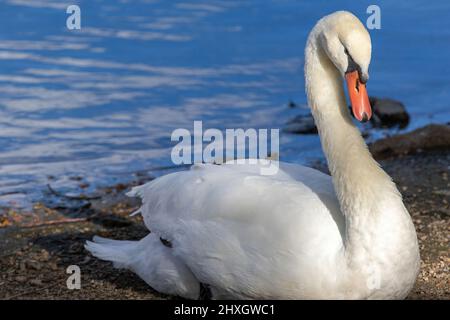 Closeup of a Mute Swan by the side of a blue lake in dappled sunlight. Stock Photo