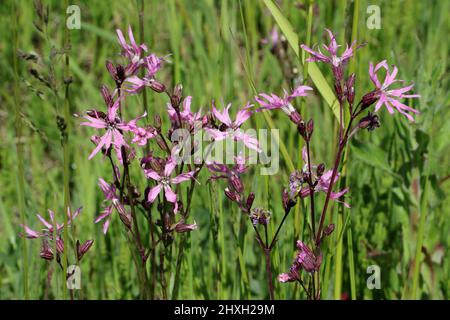 Ragged robin (Lychnis flos -cuculi) in a pasture, Lothians, Scotland Stock Photo