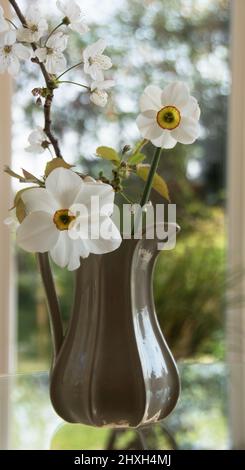 Narcissus Capability Brown & Nacissus Poeticus and cherry bllossom in a jug make an elegant Ester Card Stock Photo