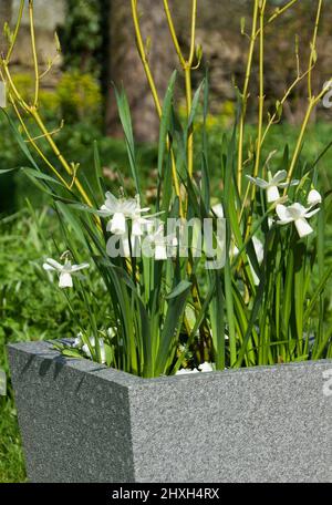 A spring planter with white flowers including Narcissus ‘Ice Wings’ Stock Photo