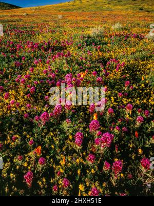 Owls Clover, Poppies, Antelope Valley California Poppy Reserve, Kern County, California Stock Photo