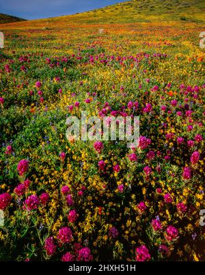 Owls Clover, Poppies, Antelope Valley California Poppy Reserve, Kern County, California Stock Photo