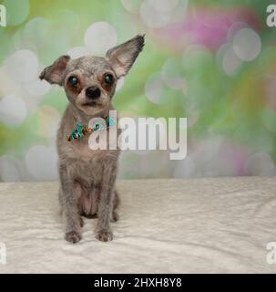 Chihuahua sitting and wearing a bow tie in front of a white background ...