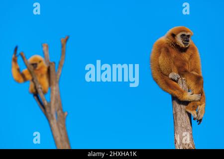 Monkey standing on the pillar . Gibbon ape animals Stock Photo