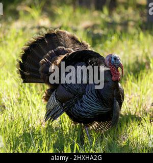 Wild Turkey Male (Tom) Displaying. Mt Diablo, Contra Costa County, California, USA. Stock Photo