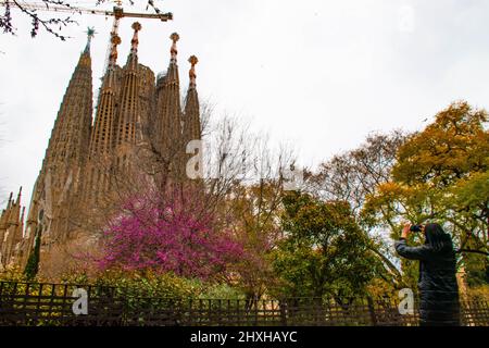 Barcelona, Spain. 11th Mar, 2022. Blossoms are seen in Barcelona, Spain, on March 11, 2022. Credit: Qing Shenglan/Xinhua/Alamy Live News Stock Photo