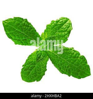Isolated Mint leaf. Fresh mint on white background. Stock Photo