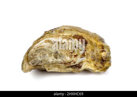 a closed oyster isolated on a white background Stock Photo