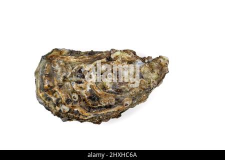 a closed oyster isolated on a white background Stock Photo