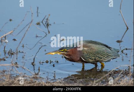 Green Heron (Butorides virescens) stalking prey Stock Photo