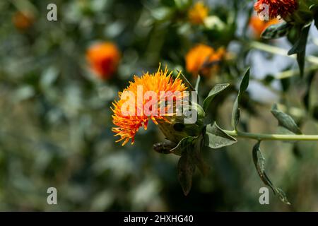 Safflower, Carthamus tinctorius, is a highly branched, herbaceous, thistle-like annual plant. It is known as Kushubi or Kusum, in Tamil it is Kusumba. Stock Photo