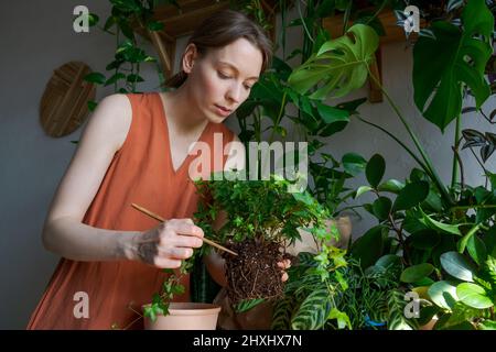 Young woman transplanting flowers at home. Beautiful girl at work with home plants in the apartment. Spring potted flower care. Transplants and cares for houseplants Stock Photo