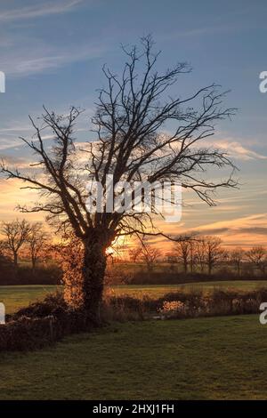 Sunset on a lake in Burgundy in France, with the black silhouettes of trees in winter Stock Photo