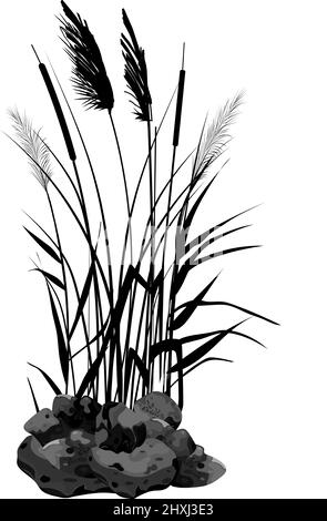 Vector illustration.Black silhouette of reeds, sedge, stone,cane, bulrush, or grass on a white background. Stock Vector