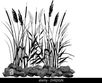 Vector illustration.Black silhouette of reeds, sedge, stone,cane, bulrush, or grass on a white background. Stock Vector