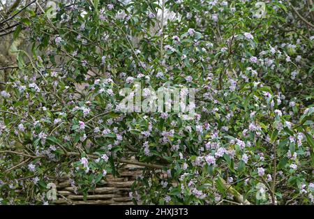 Viburnum x bodnantense 'Dawn', daphne Stock Photo