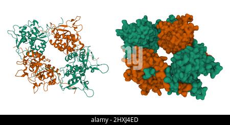 Oligomeric structure of the DUSP domain octamer of human USP15. 3D cartoon and Gaussian surface models, chain id color scheme, PDB 3lmn Stock Photo