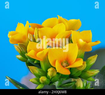 Macro of yellow Kalanchoe flower blossoms Stock Photo