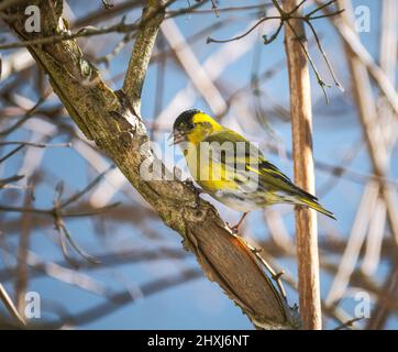 Closeup of a yellow male black-headed goldfinch Stock Photo