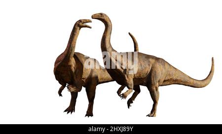 Plateosaurus couple, herbivorous dinosaurs that lived around 214 to 204 million years ago, isolated on white background Stock Photo