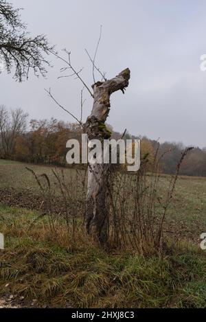 the twisted trunk of a dead tree grown with moss in an autumn landscape with gray sky Stock Photo