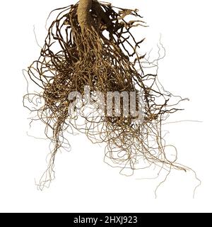 tree roots isolated on white background Stock Photo