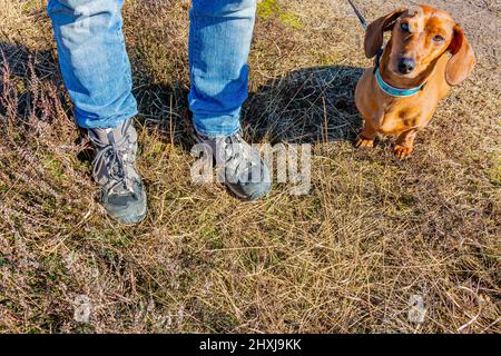 Male legs in blue jeans with gray and black hiking boots standing on wild grass, short-haired brown dachshund dog sitting and looking at camera, sunny Stock Photo