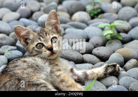 A dark gray kitten lying on a stone ledge looking at the camera Stock Photo