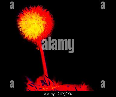Fruit-bearing dandelion (blowball, fluffy) on a black background. Illustration of thermal image Stock Photo